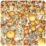 Псилоцибиновые (галлюциногенные)  грибы Psilocybin "Golden Teacher" в Нытве