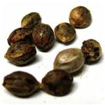 Семена марихуаны АК-47  (Seeds AK-47) в Нытве